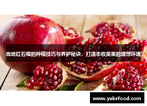 高地红石榴的种植技巧与养护秘诀，打造丰收美果的理想环境